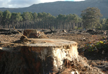 COP21: Papa diz que mundo caminha para o «suicídio»